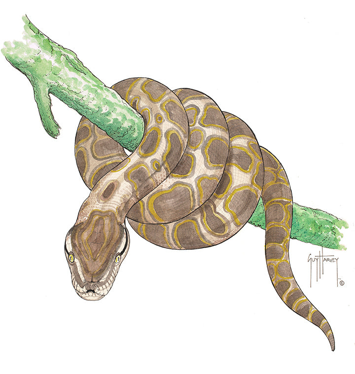 "Python" Original