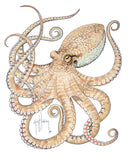 "Octopus II" Original