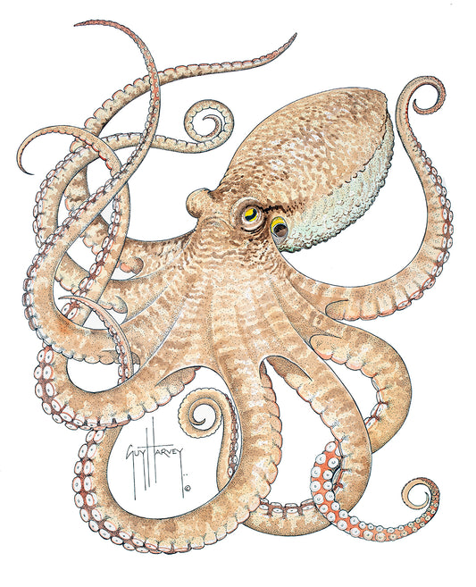 "Octopus II" Original