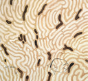 "Coral Camo" Original