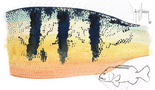 "Peacock Bass Skin" Original