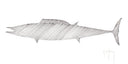 "Wahoo Scribble" Original