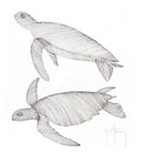 "Two Turtles: Green & Hawksbill Scribble" Original