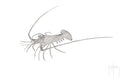 "Lobster Scribble" Original