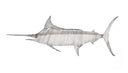 "Blue Marlin Swimming to the Left Scribble" Original
