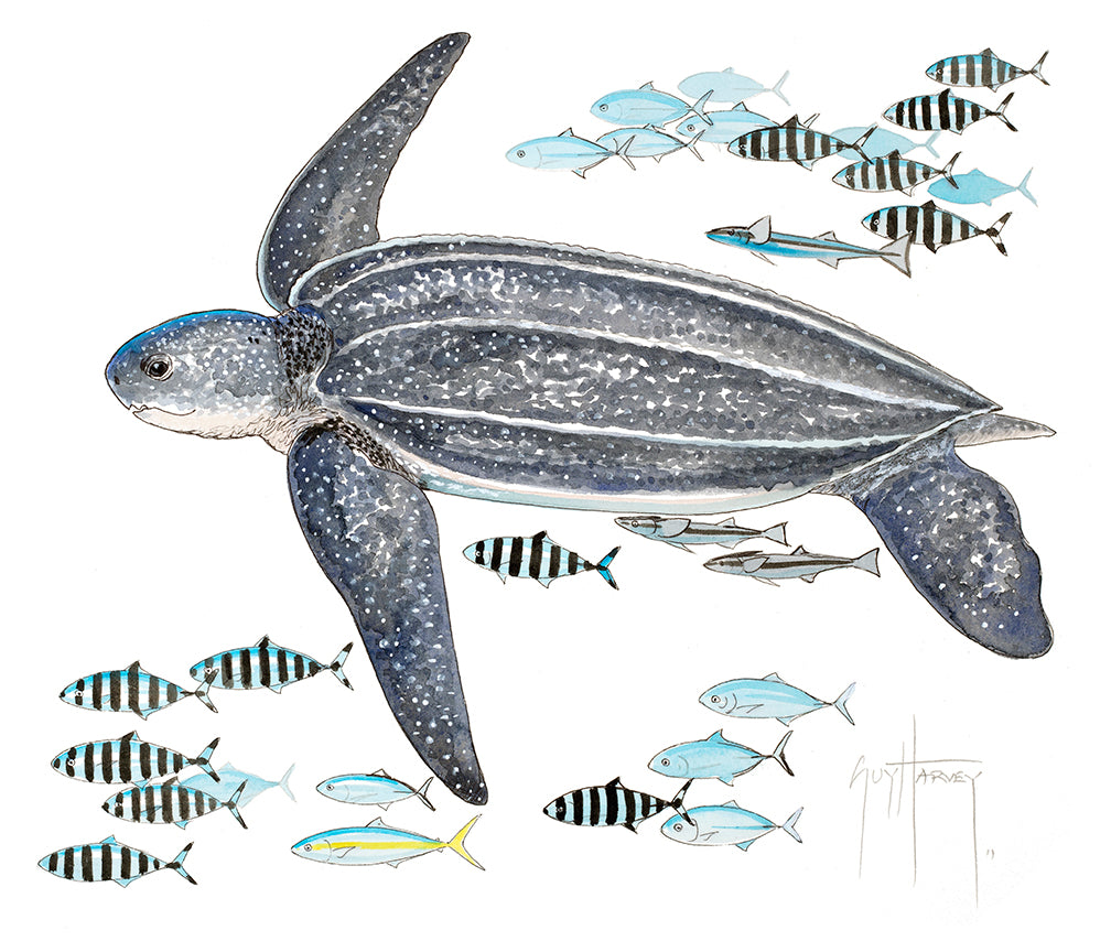 "Leatherback Turtle and Pilot Fish" Original