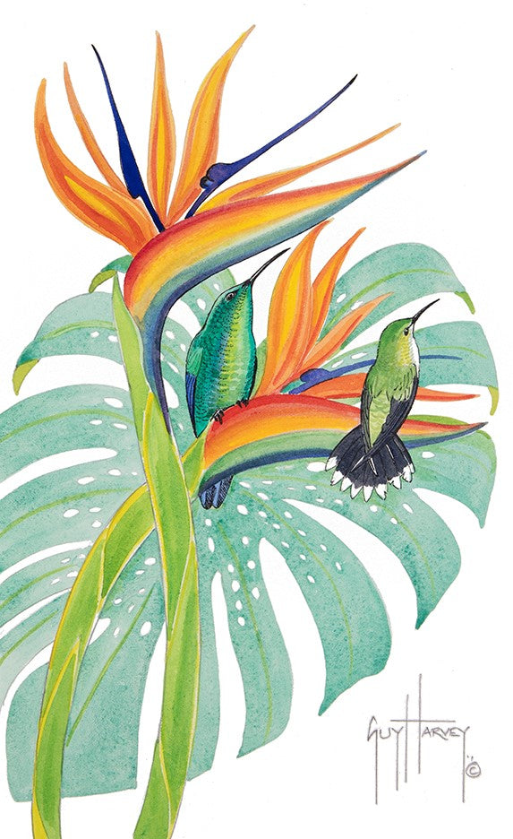 Green Mango Hummingbird with Bird of Paradise