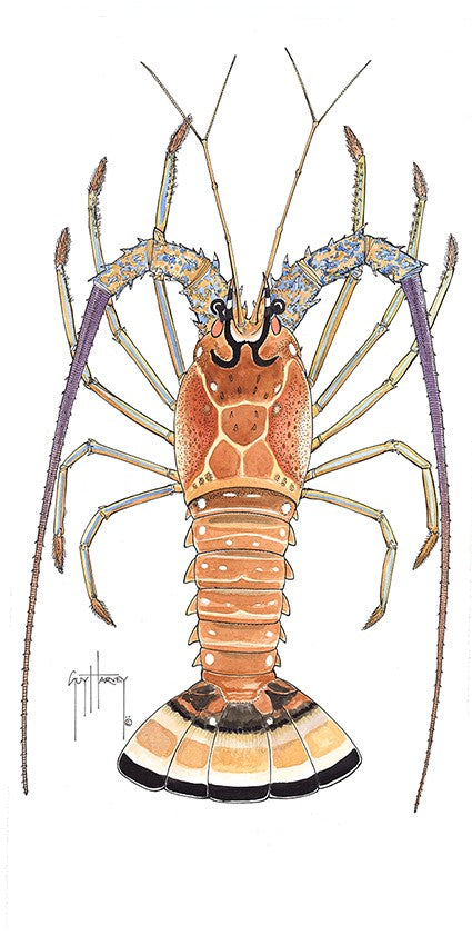 Caribbean Lobster Watercolor