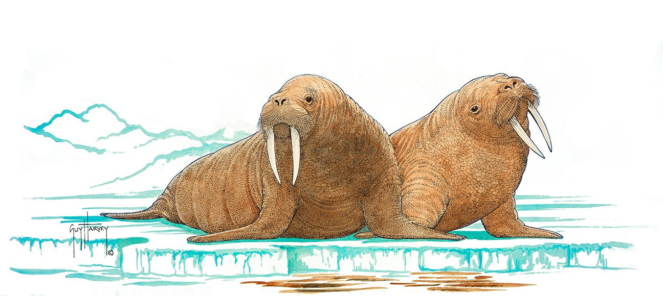 "Walrus" Original