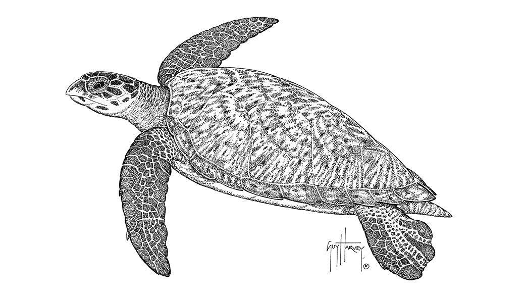 "Hawksbill Turtle Stipple" Original