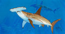 "Hammerhead Duo" Original
