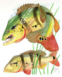 "Two Peacock Bass" Original