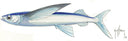 "Fotoo Flying Fish" Original