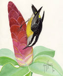 "Bananaquit on Ginger" Original