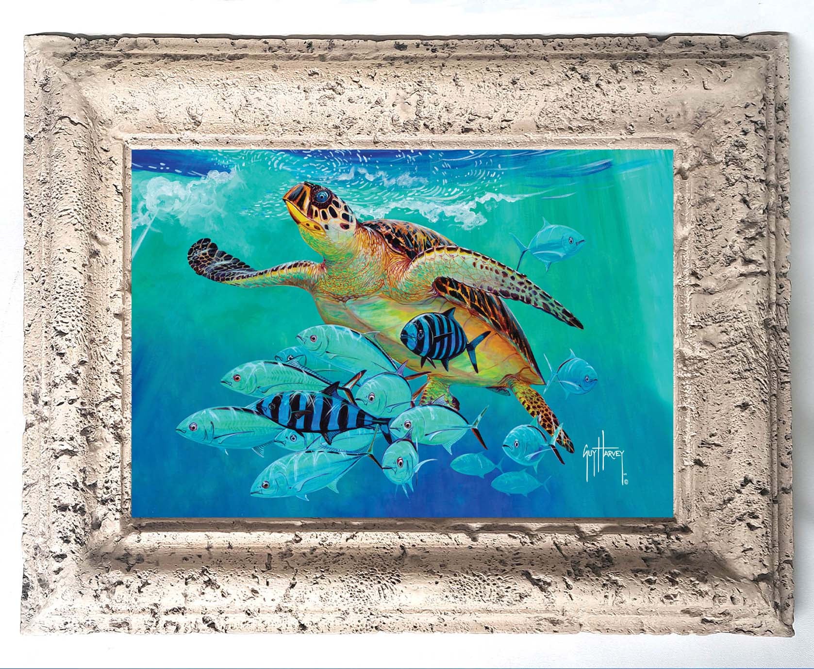 Hawksbill Caravan