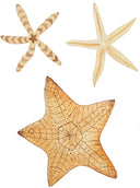 "Three Starfish II" Original