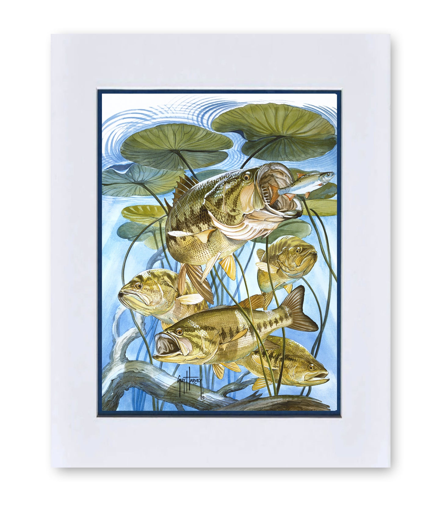 "Five Largemouth Bass Under Lily Pads" Grande Mini Print