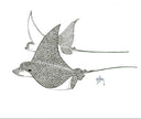 "Fly By" Limited Edition Print