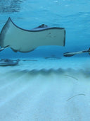 Underwater view of a ray