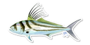 Roosterfish Decal