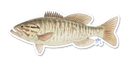 Smallmouth Bass Decal