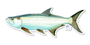 Tarpon Decal