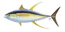 Yellowfin Tuna Decal