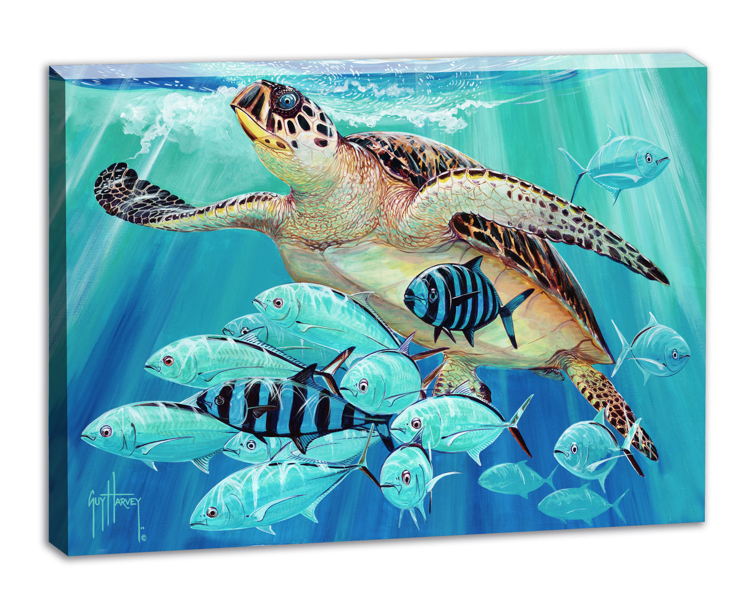 "Hawksbill Caravan" Small Canvas Art