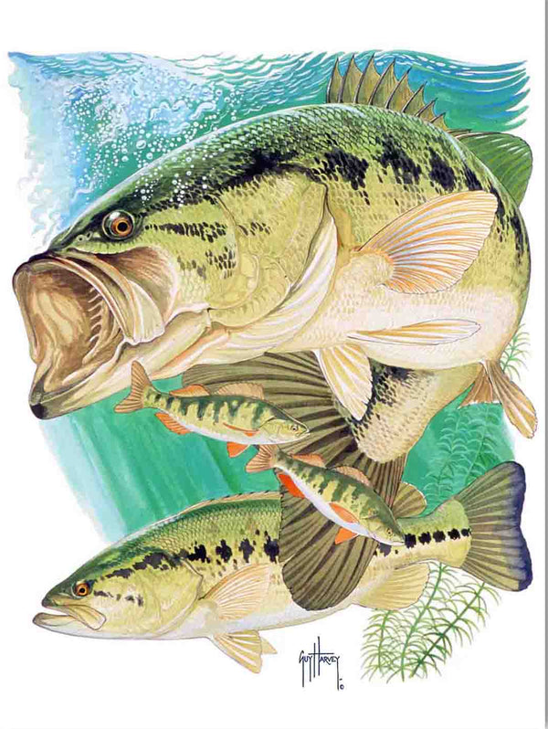 Largemouth Bass II