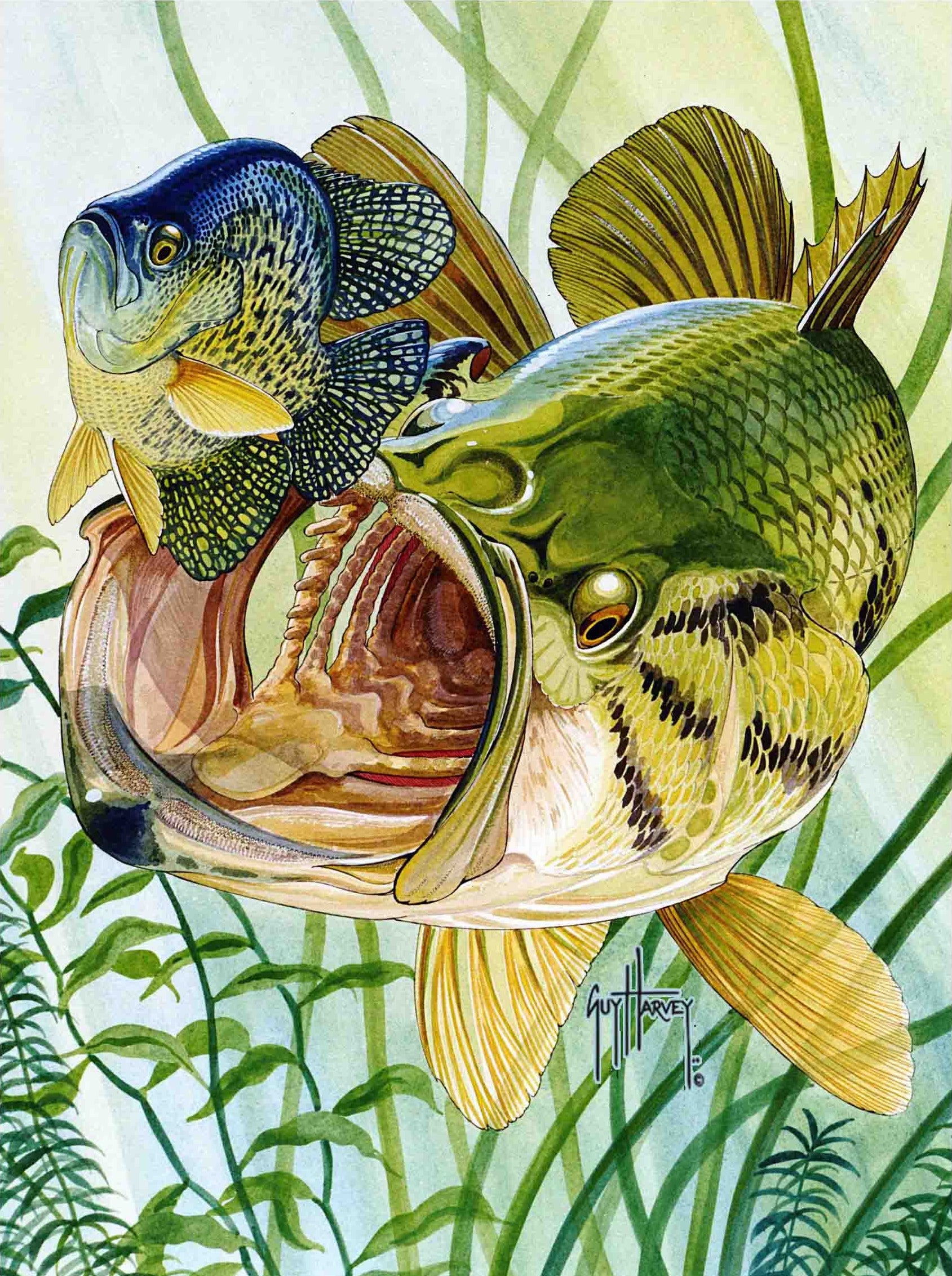 Largemouth and Crappie