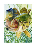 "Largemouth and Crappie" Limited Edition Print