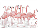 "Let's Fla-Mingle" Limited Edition Print