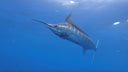 A marlin shot from underwater