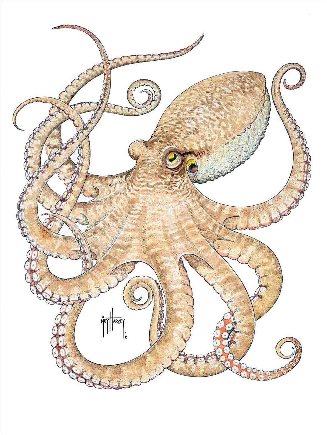 Octopus Ii