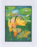 "Peacock Bass" Mini Print