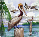 "Pelican II" Small Canvas Art