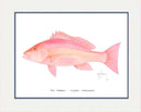 "Red Snapper" Grande Mini Print