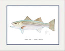 "Striped Bass" Grande Mini Print