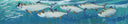 "Tarpon Run" Limited Edition Print