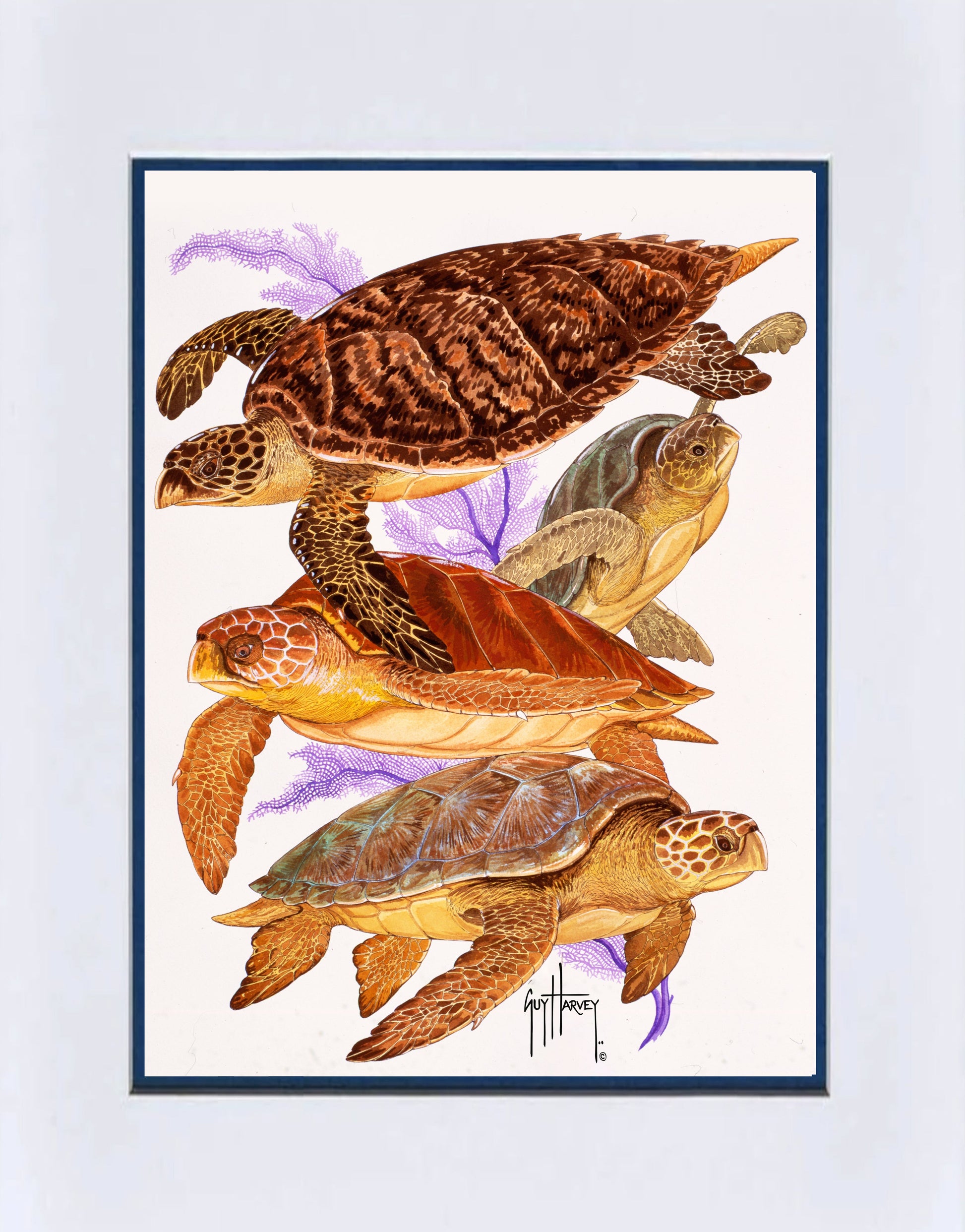 Turtle Shell Collage
