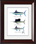 "Atlantic Grand Slam Species" Grande Mini Print