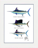 "Atlantic Grand Slam Species" Grande Mini Print