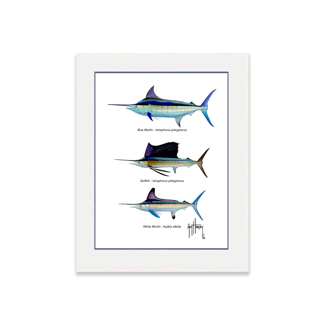 "Atlantic Grand Slam Species" Grande Mini Print