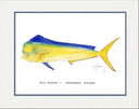 "Bull Dolphin" Grande Mini Print