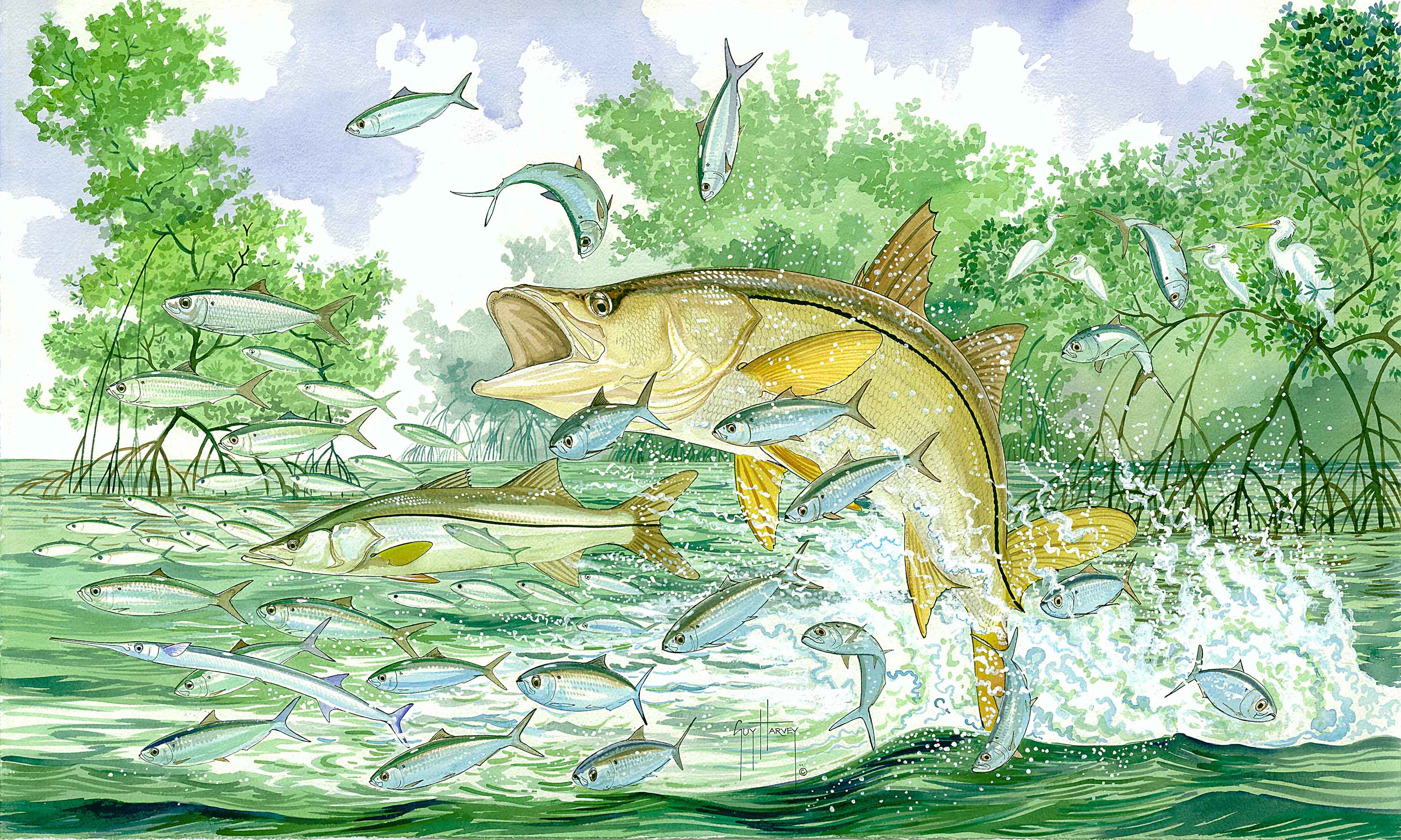 "Mangrove Mania" Original