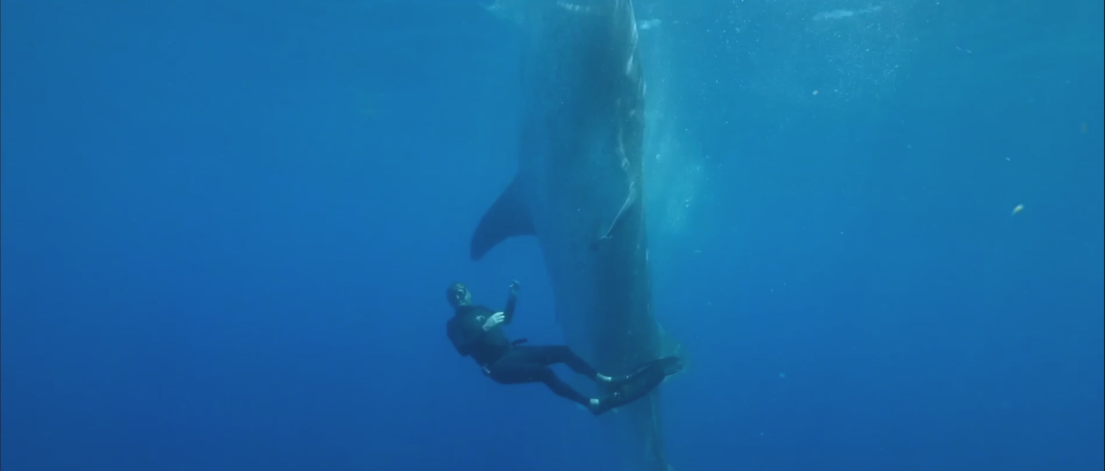 Video of Guy Harvey diving with a whale shark