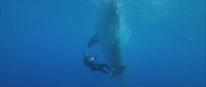 Video of Guy Harvey diving with a whale shark