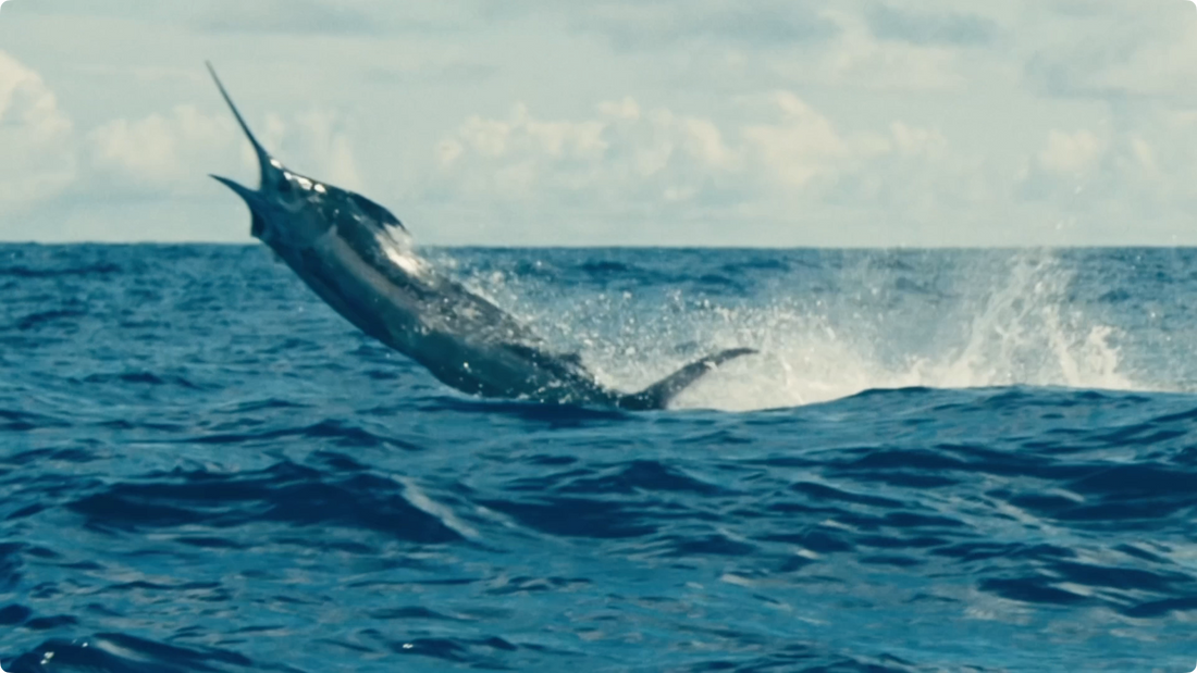 Guy Harvey Background Video