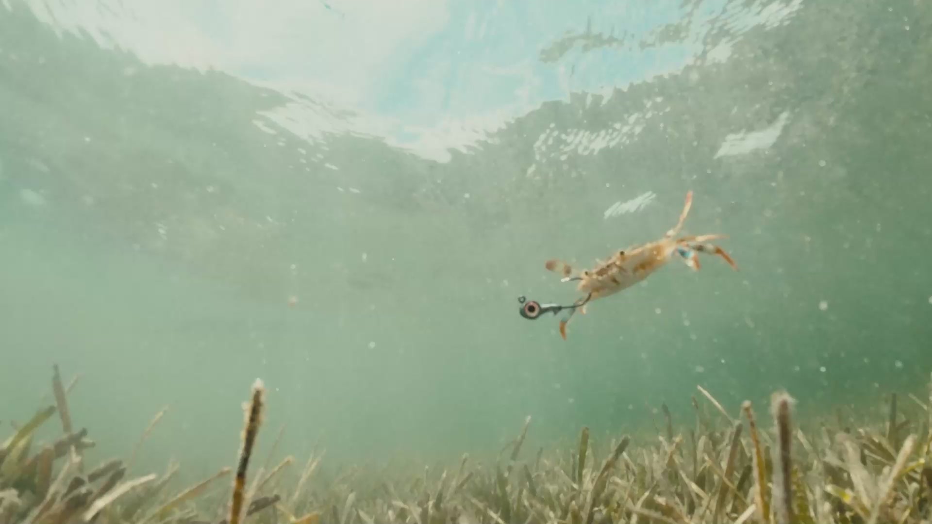 Fall 2026 Season Video from Guy Harvey showcasing marlin air.