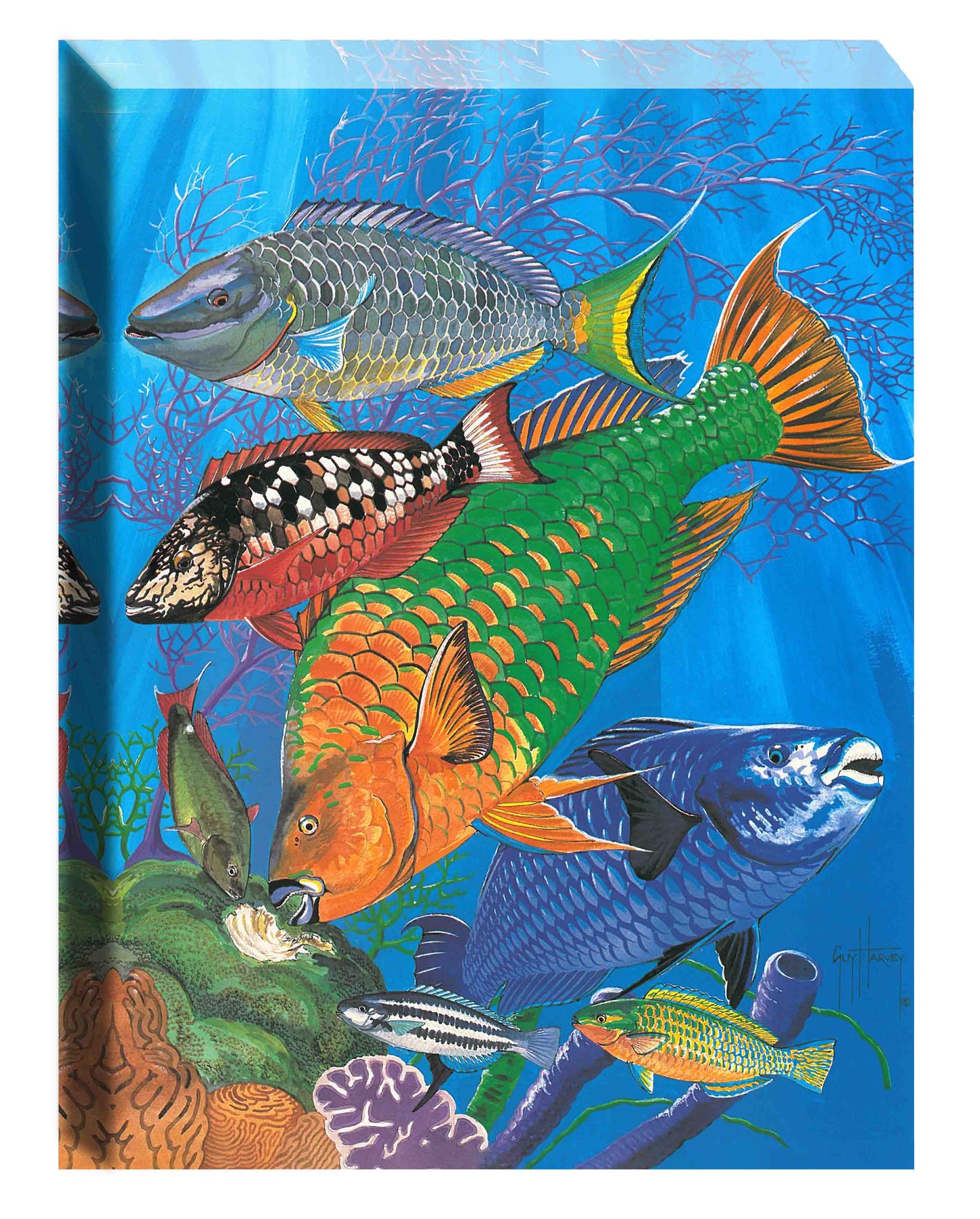 "Parrotfish Reef" Small Canvas Art